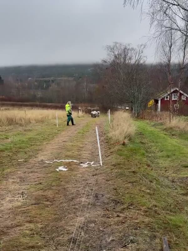 Grisarna har åkt till slakt